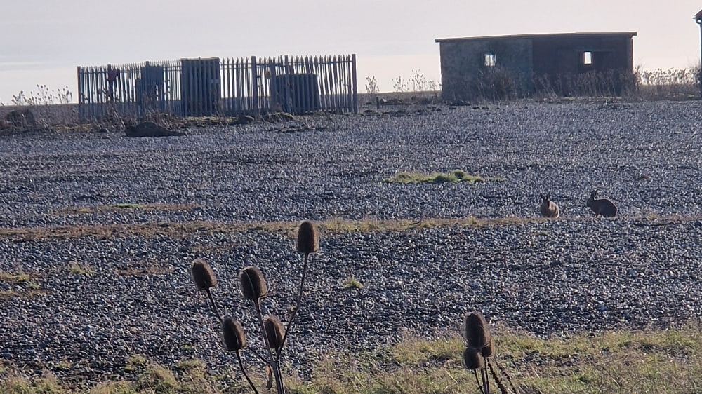 View of two hares among the shingle fields and abandoned concrete buildings of Orford Ness